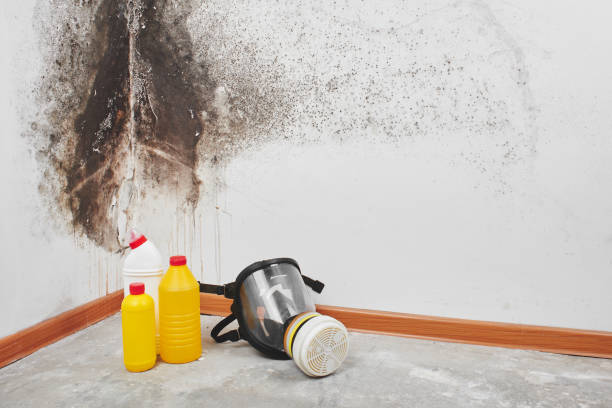 Best Professional Mold Removal  in Grantsville, UT