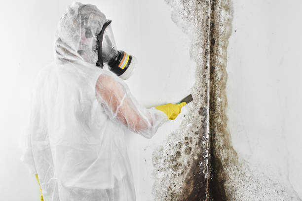 Best Mold Testing  in Grantsville, UT