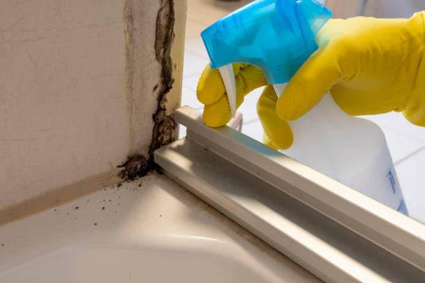Mold Removal and Inspection in Grantsville, UT