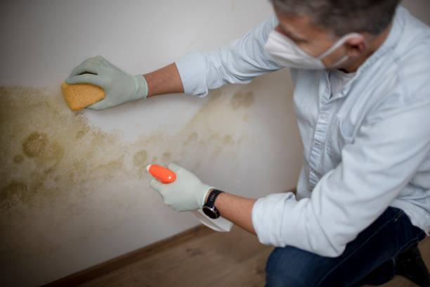 Best Crawl Space Mold Removal  in Grantsville, UT