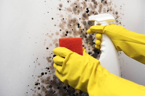 Best Attic Mold Removal  in Grantsville, UT