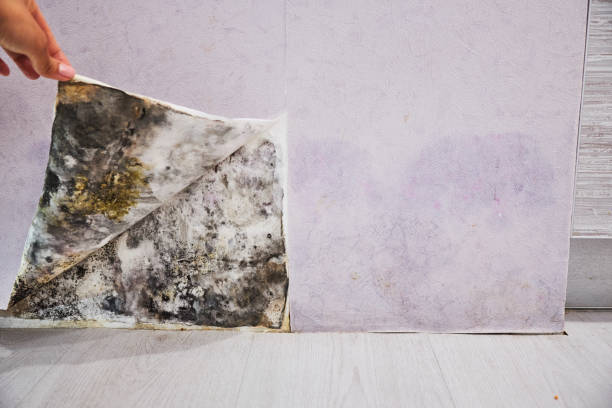 Best Affordable Mold Removal  in Grantsville, UT
